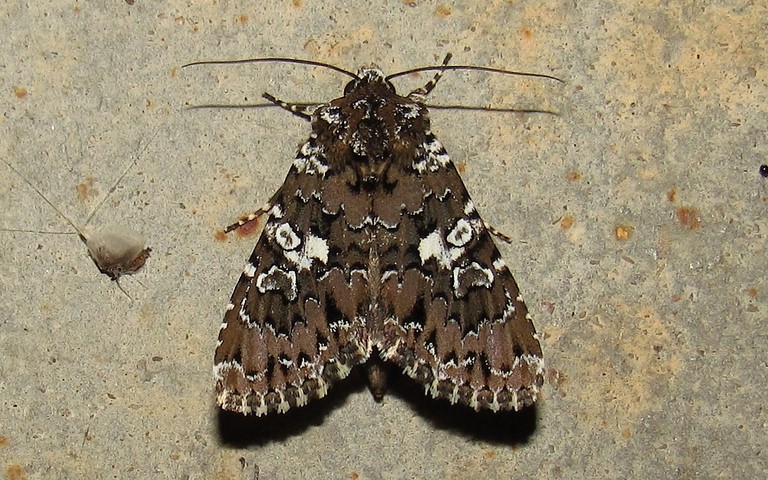 Papillons - La noctuelle parée - Hadena albimacula