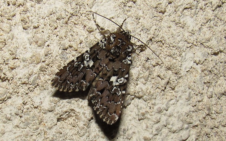 Papillons - La noctuelle parée - Hadena albimacula