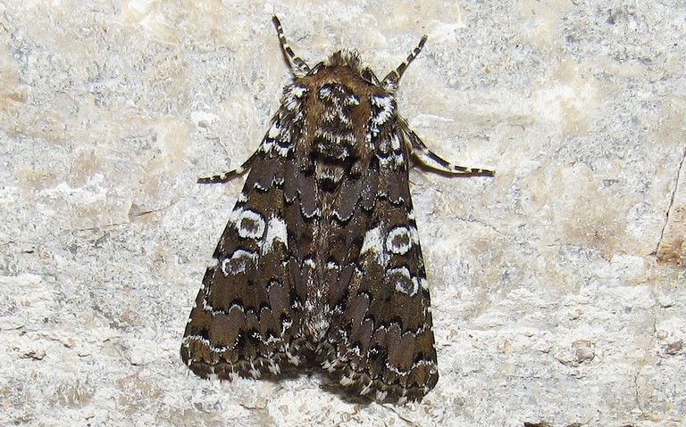 Papillons - La noctuelle parée - Hadena albimacula