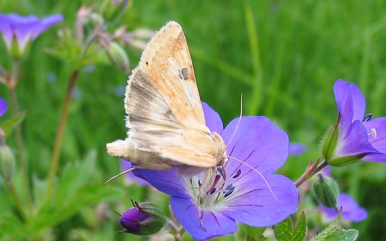 Papillons - Noctuelle peltigene - Heliothys peltigera