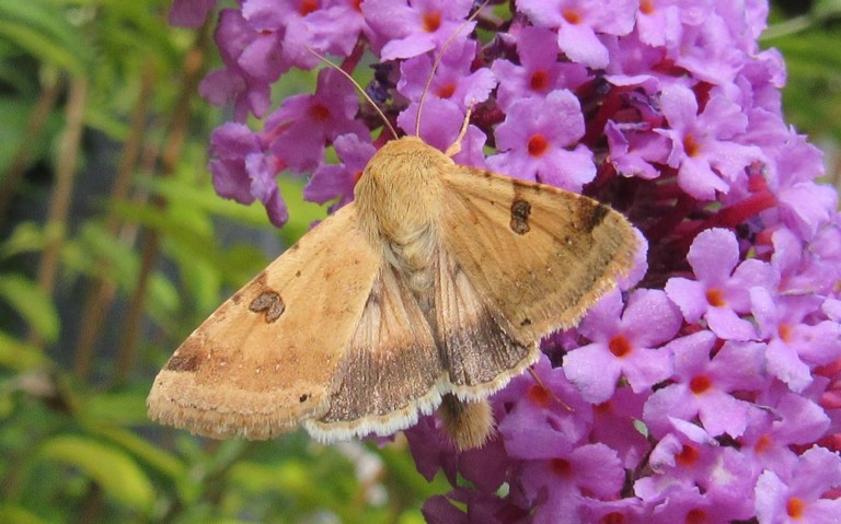 03 septembre 2025 Papillons - La noctuelle peltigère - Heliothys peltigera