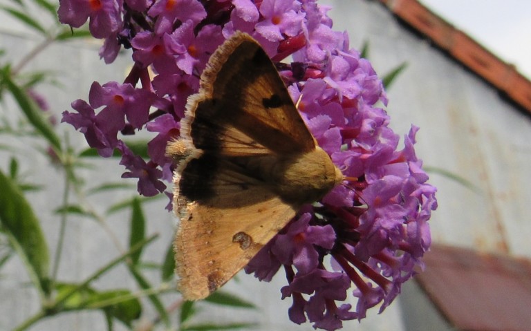 03 septembre 2025 Papillons - La noctuelle peltigère - Heliothys peltigera