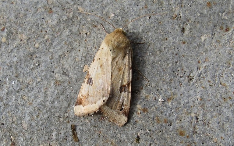 Papillons - La noctuelle peltigère - Heliothys peltigera