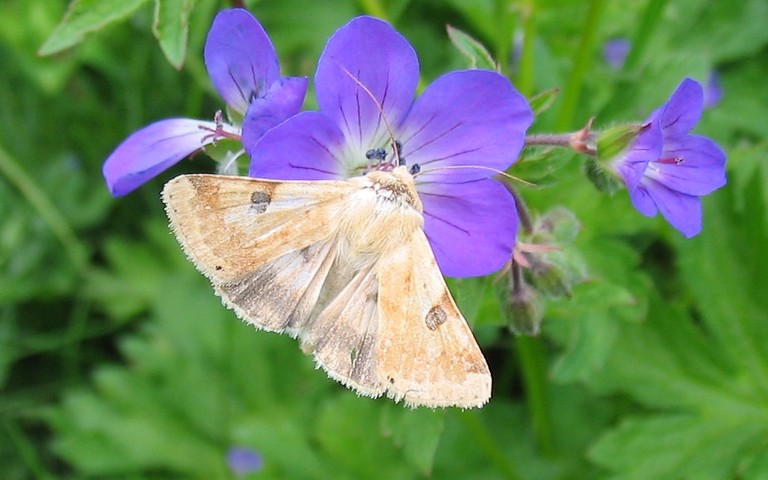 Papillons - La noctuelle peltigère - Heliothys peltigera