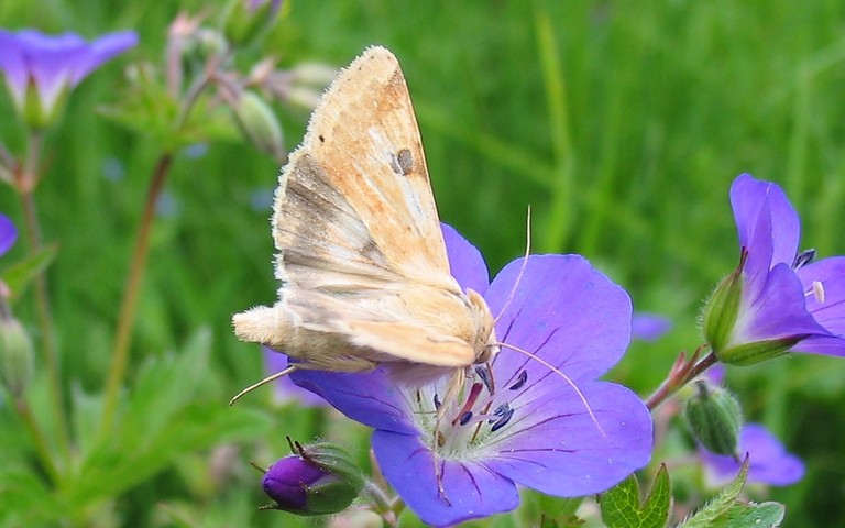 Papillons - La noctuelle peltigère - Heliothys peltigera