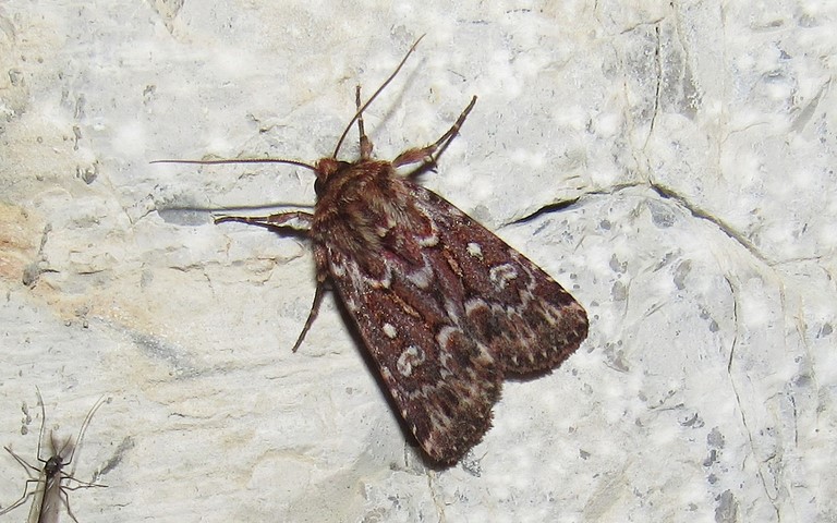 Papillons - La noctuelle porphyre - Lycophotia porphyrea