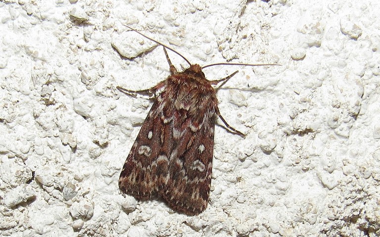 Papillons -La noctuelle porphyre - Lycophotia porphyrea