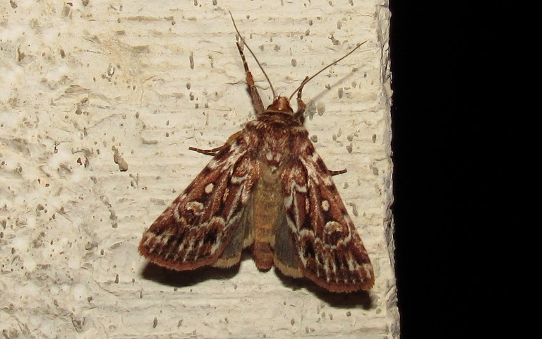 Papillons -La noctuelle porphyre - Lycophotia porphyrea