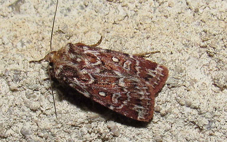 Papillons -La noctuelle porphyre - Lycophotia porphyrea