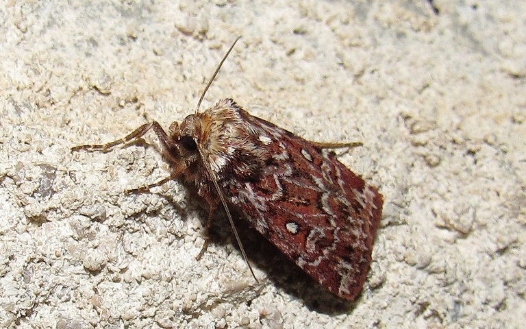 Papillons -La noctuelle porphyre - Lycophotia porphyrea