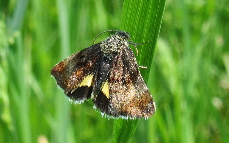 Papillons -Noctuelle pyrale - Panemeria tenebrata
