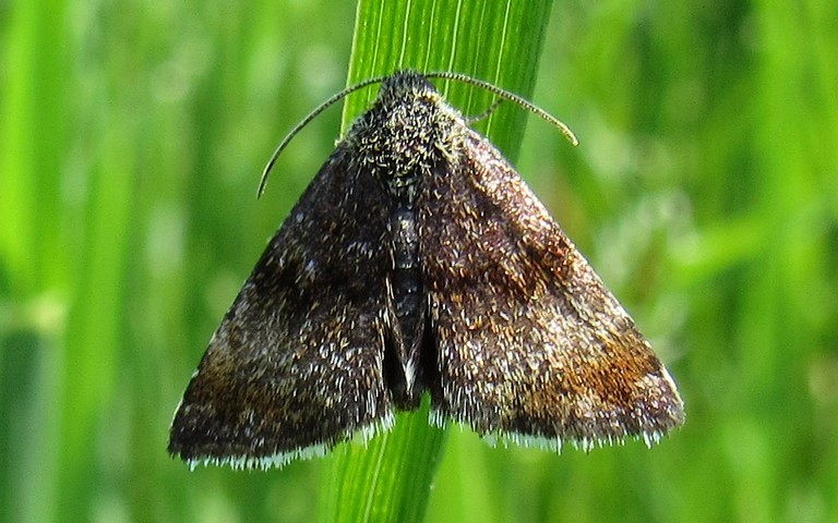 Papillons -Noctuelle pyrale - Panemeria tenebrata
