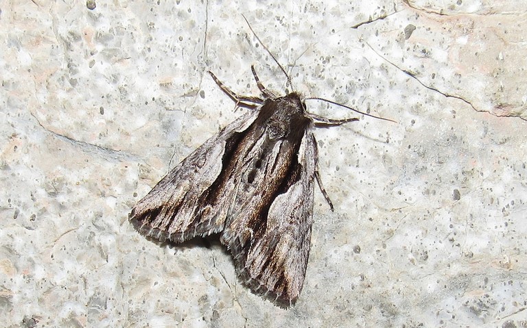 Papillons - Noctuelle rameuse - Calliergis ramosa