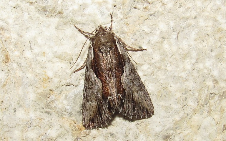 Papillons - Noctuelle rameuse - Calliergis ramosa