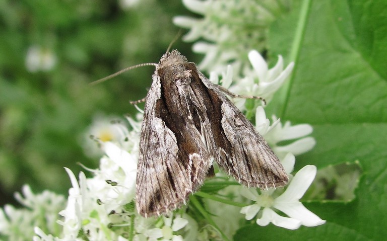 Papillons - Noctuelle rameuse - Calliergis ramosa