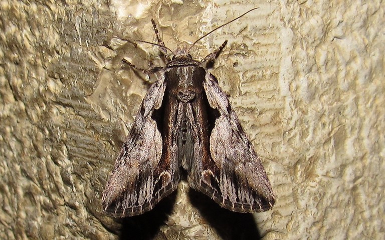 Papillons - Noctuelle rameuse - Calliergis ramosa