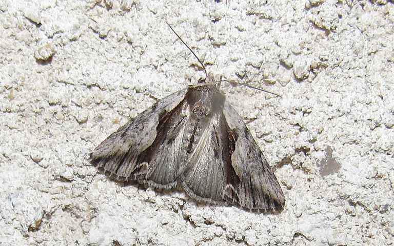 Papillons - Noctuelle rameuse - Calliergis ramosa