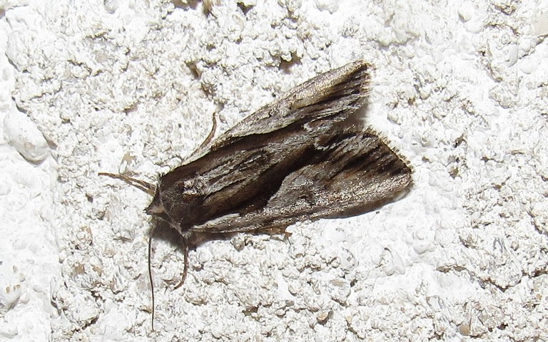 Papillons - Noctuelle rameuse - Calliergis ramosa