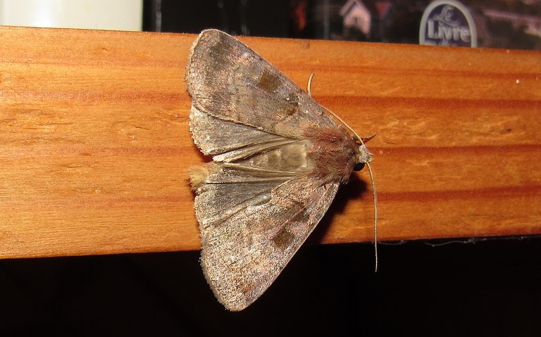 Papillons -La noctuelle rhomboïde - Xestia stigmatica