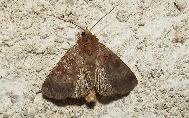 Papillons -La noctuelle rhomboïde - Xestia stigmatica