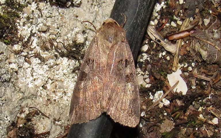 Papillons -La noctuelle rhomboïde - Xestia stigmatica