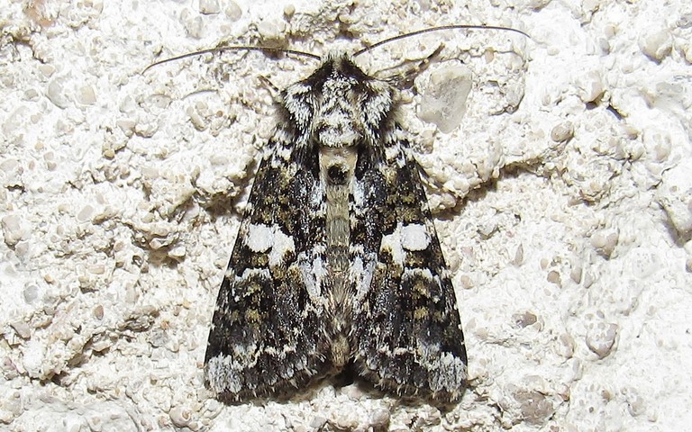 Papillons - La noctuelle saupoudrée - Hadena confusa