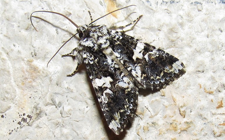 Papillons - La noctuelle saupoudree - Hadena confusa