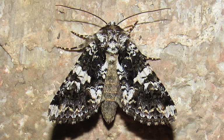 Papillons - La noctuelle saupoudrée - Hadena confusa