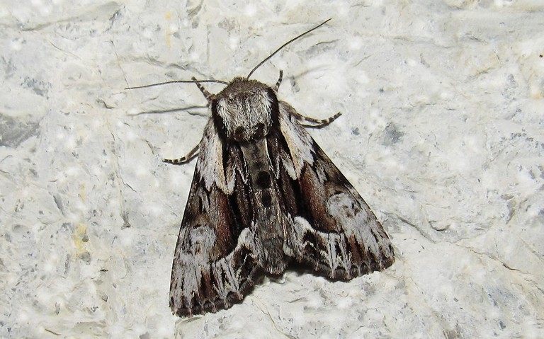Papillons - La noctuelle saxonne - Hyppa rectilinea - Femelle