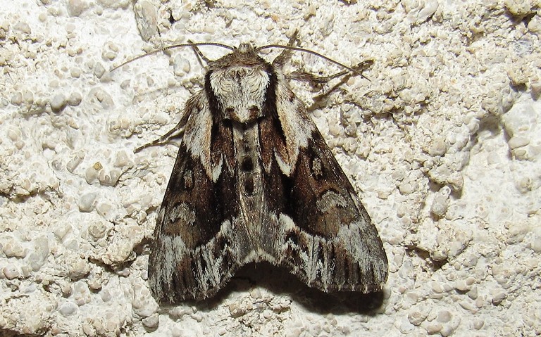 Papillons - La noctuelle saxonne - Hyppa rectilinea - Femelle