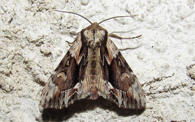 Papillons - La noctuelle saxonne - Hyppa rectilinea - mâle