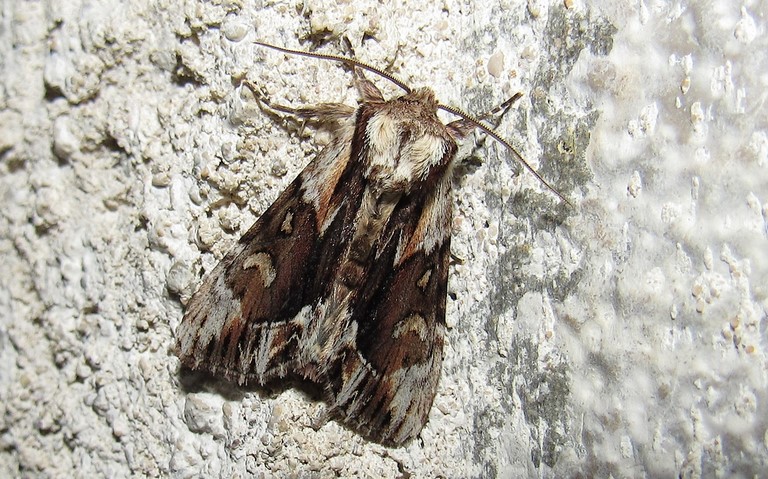 Papillons - La noctuelle saxonne - Hyppa rectilinea