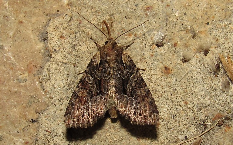 Papillons - La noctuelle thalassine - Lacanobia thalassina