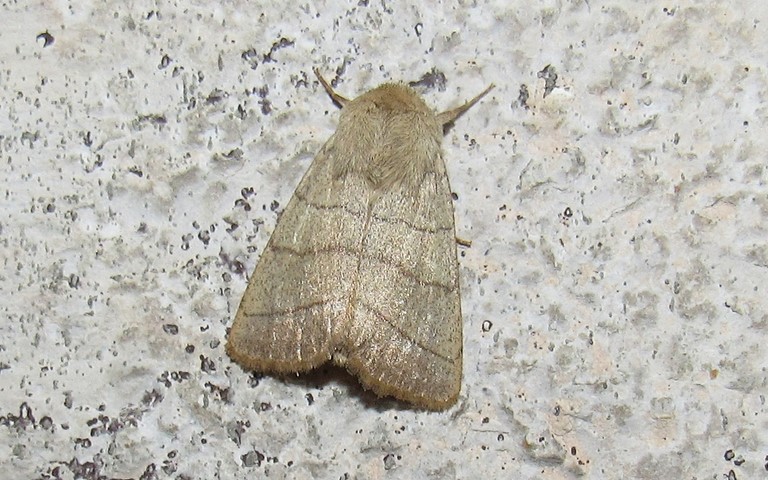 Papillons - La noctuelle trilignée - Charanyca trigrammica