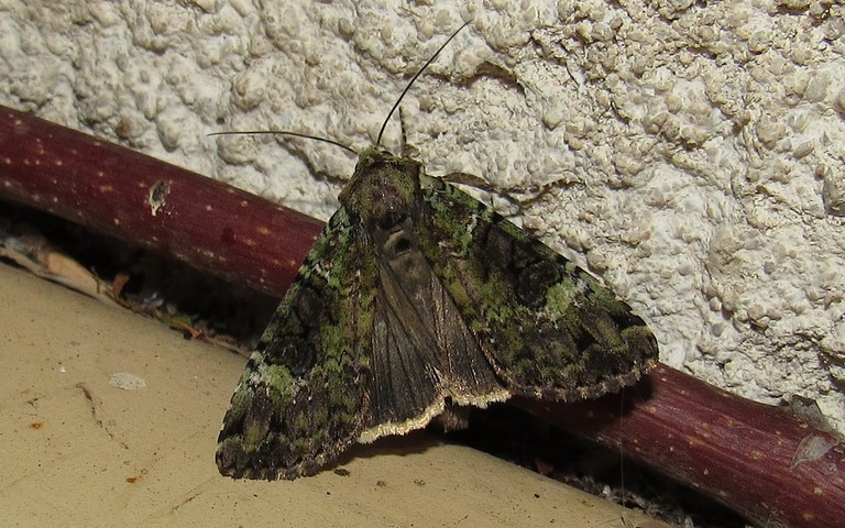Papillons - La noctuelle verte - Anaplectoides prasina