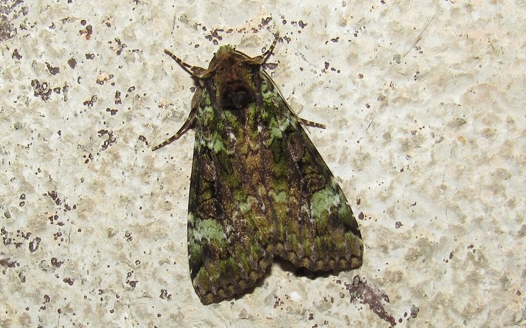 Papillons - La noctuelle verte - Anaplectoides prasina