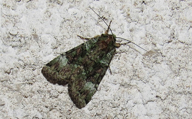 Papillons - La noctuelle verte - Anaplectoides prasina