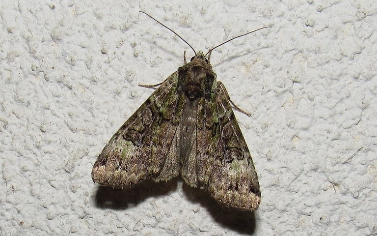 Papillons - La noctuelle verte - Anaplectoides prasina