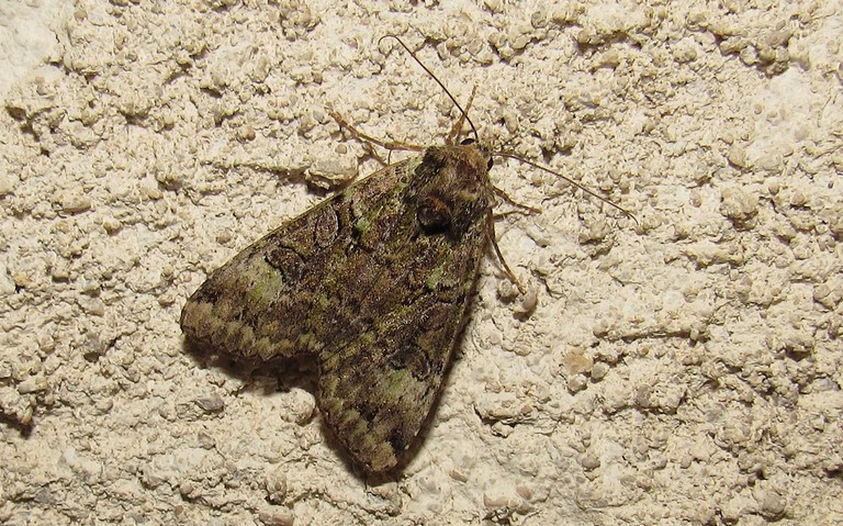 Papillons - La noctuelle verte - Anaplectoides prasina