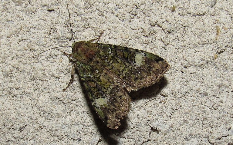Papillons - La noctuelle verte - Anaplectoides prasina