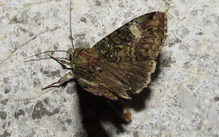 Papillons - Noctuelle verte - Anaplectoides prasina