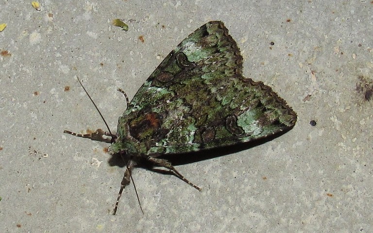 Papillons - La noctuelle verte - Anaplectoides prasina