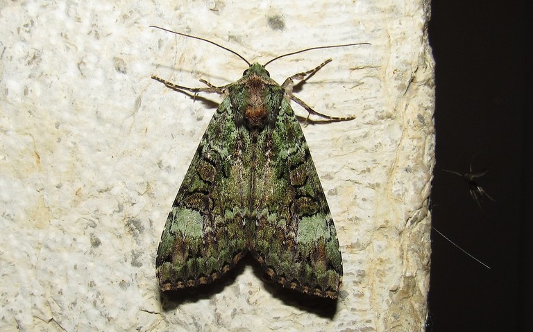Papillons - La noctuelle verte - Anaplectoides prasina