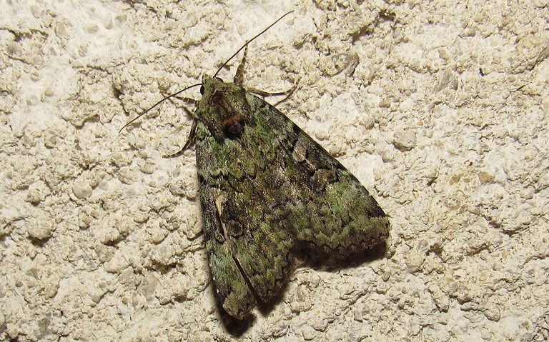 Papillons - La noctuelle verte - Anaplectoides prasina