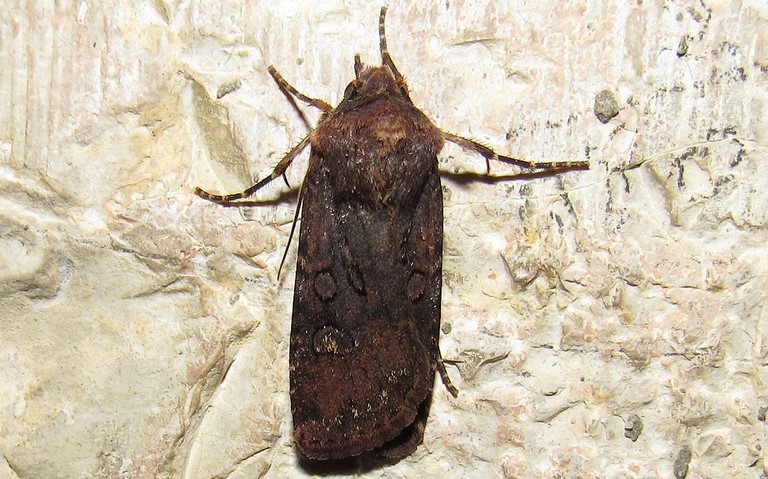Papillons - La noctuelle noirâtre - Euxoa nigricans