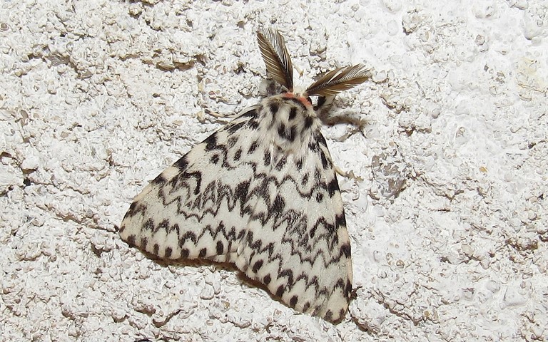 Papillons - La nonne - Lymantria monacha - Mâle