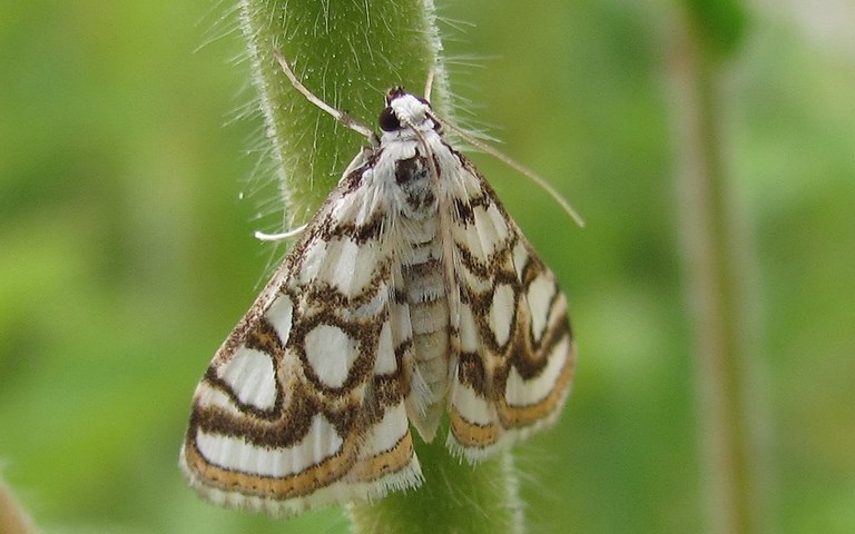 Papillons - Hydrocampe du nénuphar - Nymphula nitidulata