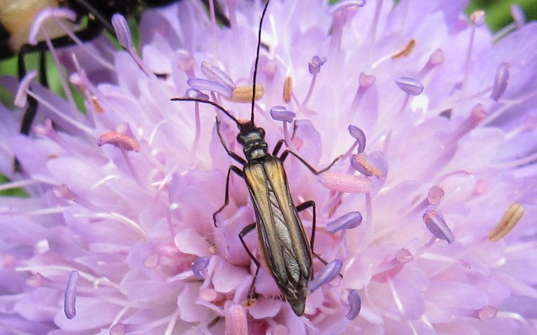 Oedemerides - Oedemera pthysica