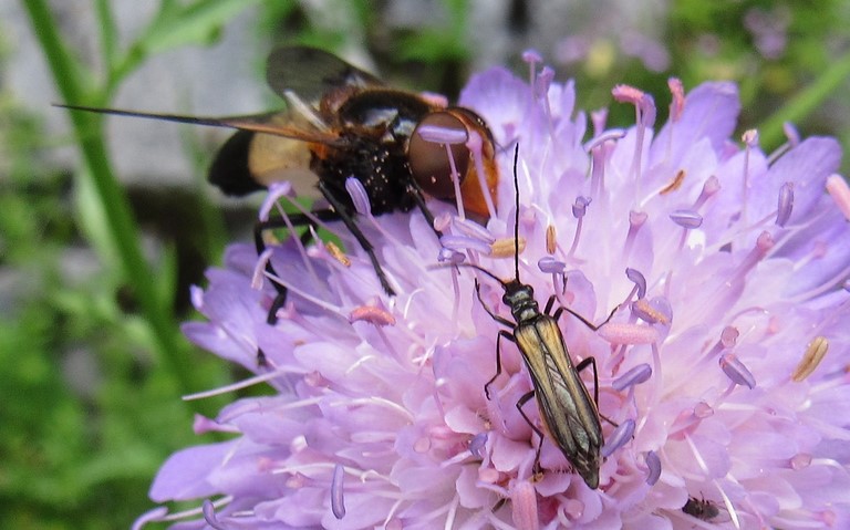 Oedemerides - Oedemera pthysica