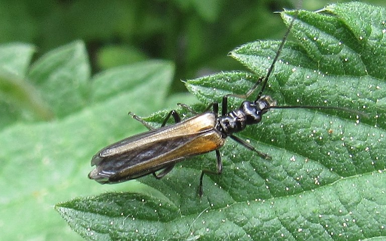 Oedemerides - Oedemera pthysica